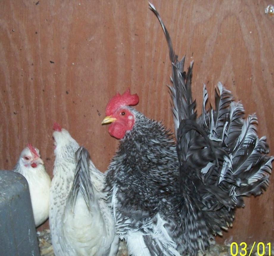 Blue mottled frizzled rooster with splash hens