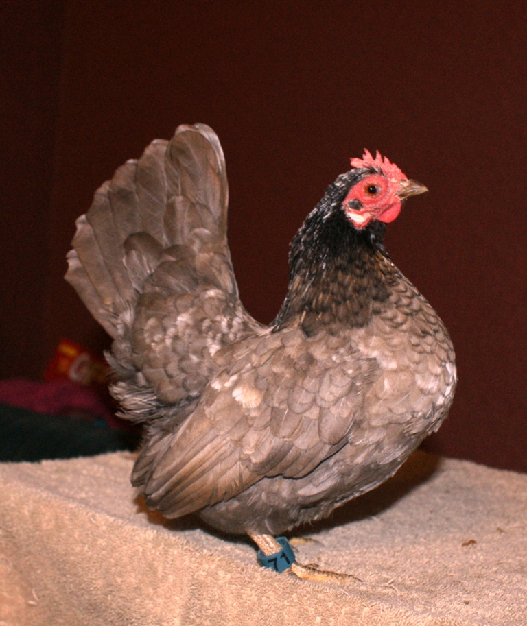 blue mottled hen mona lisa