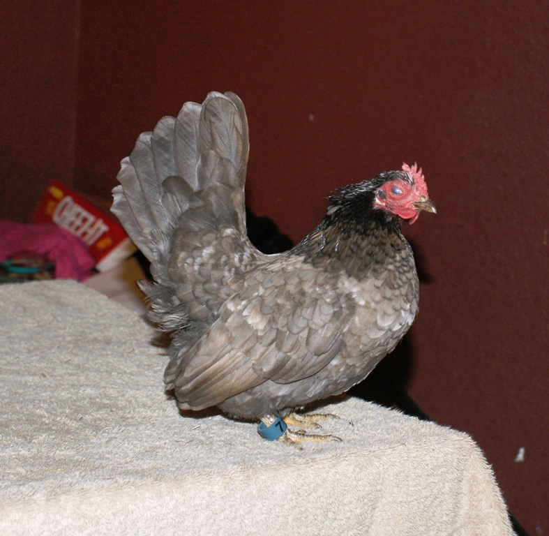 blue mottled hen