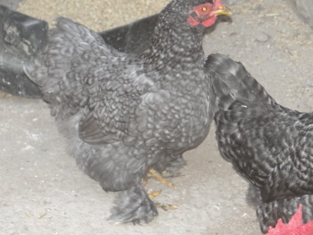 Blue Mottled in bad light.