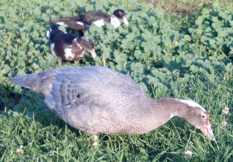 blue muscovy drakelett