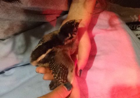 Blue or black barnevelder chick, no more than 2 weeks old.
