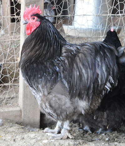 blue orpington cockerel