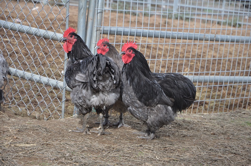 blue orpington cokerels