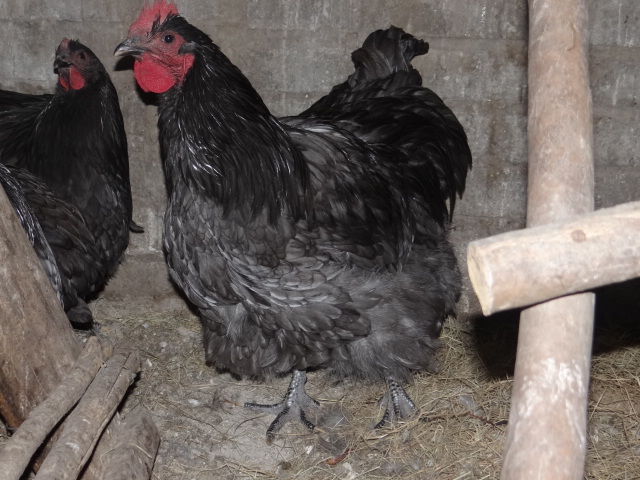 Blue Orpington Rooster