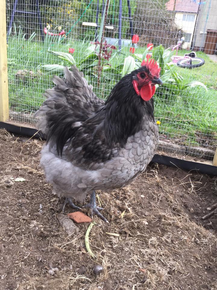 Blue Orpington rooster