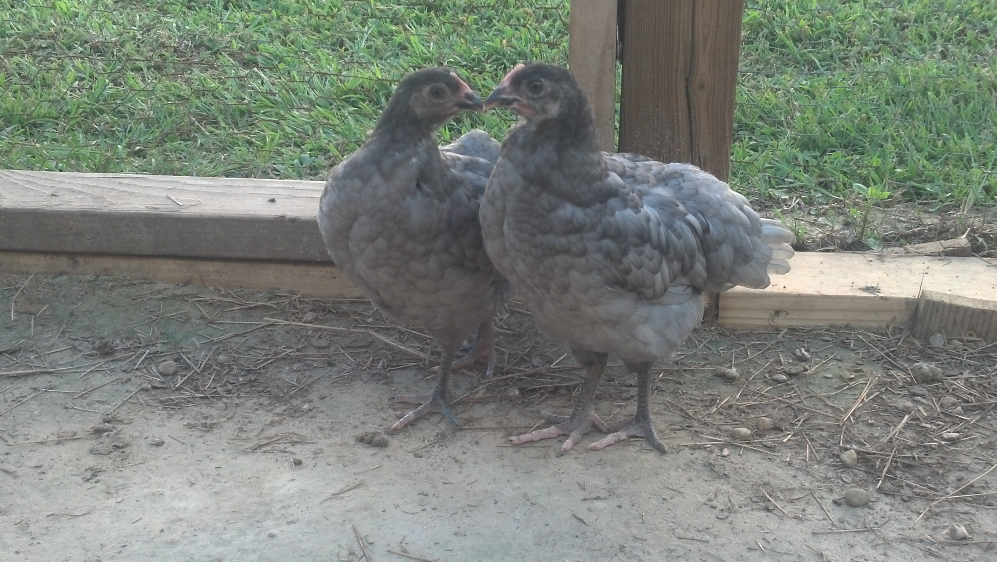 Blue Orpington sisters