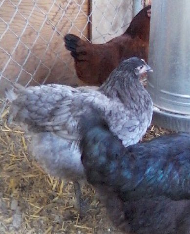 Blue Orpington