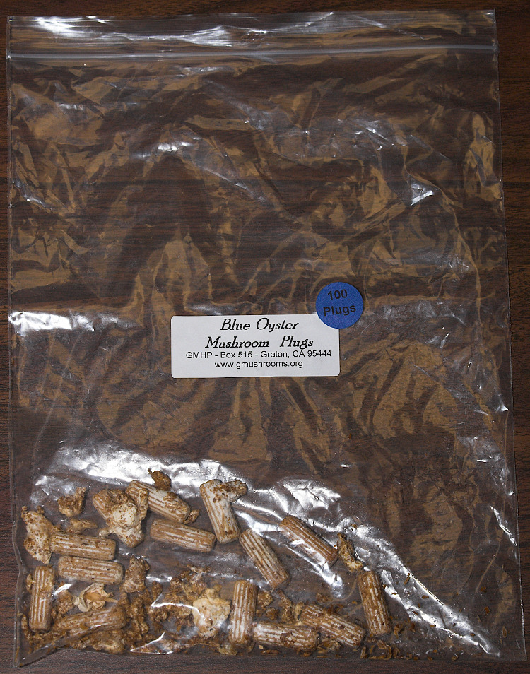 Blue Oyster mushroom plugs