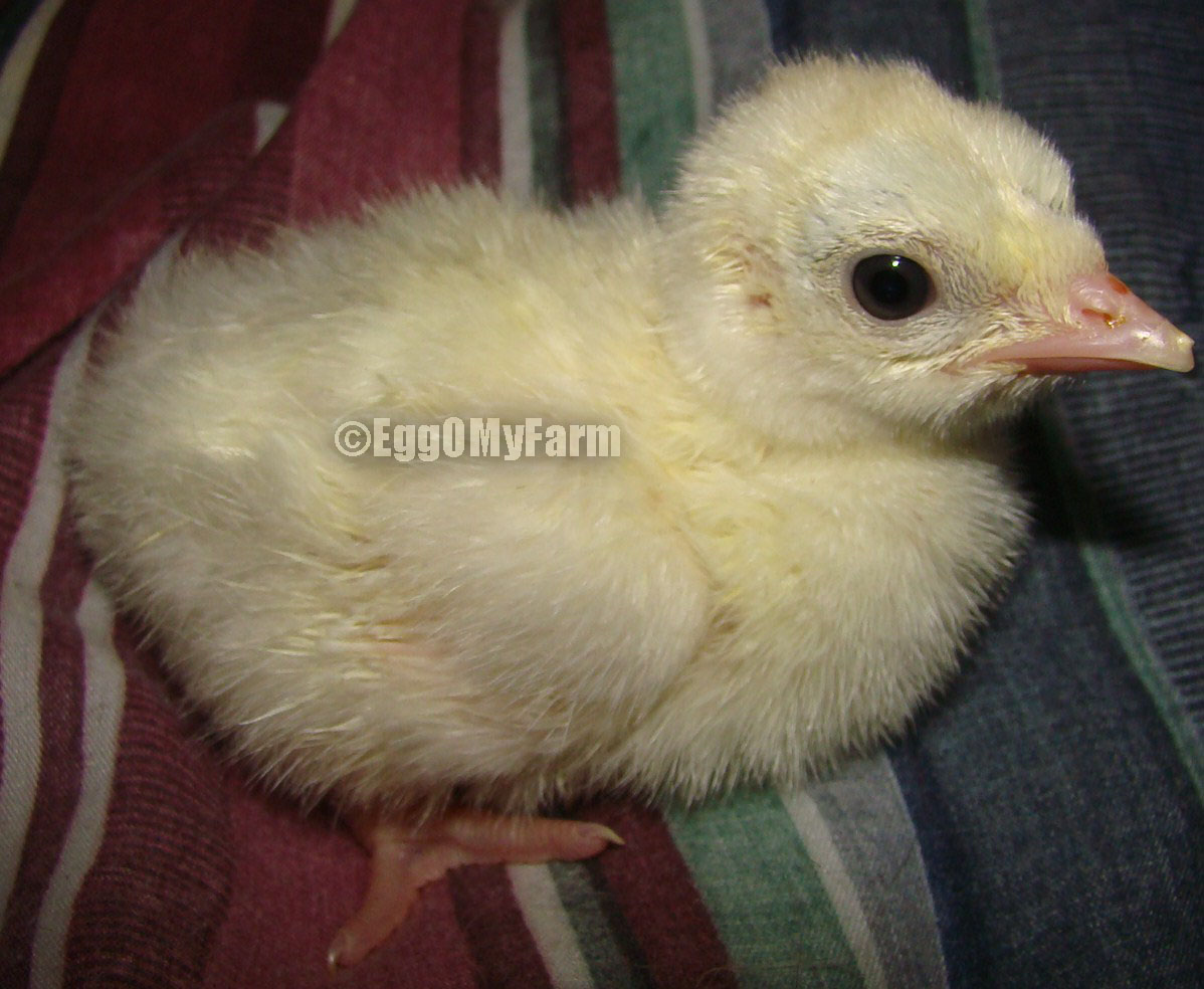 Blue Palm Turkey Poult