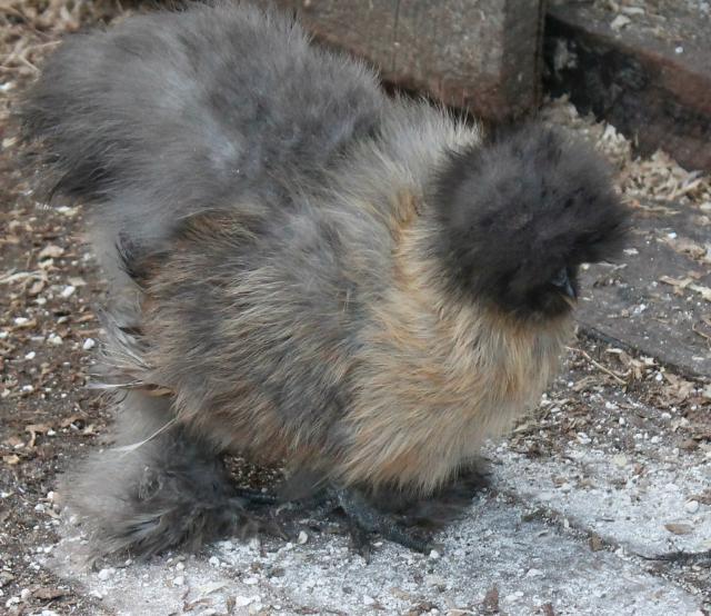 Blue partridge - 17 weeks