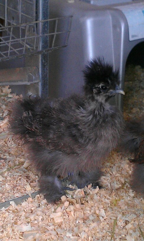 blue partridge 2 months