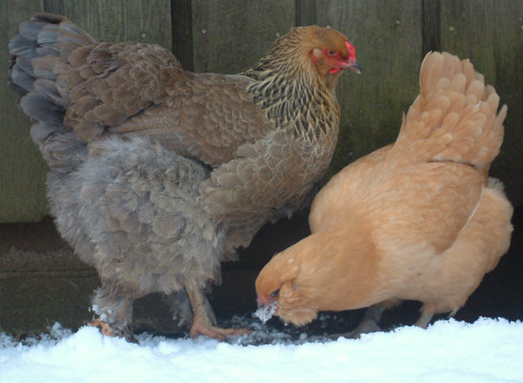 Blue Partridge Brahma and Buff Ameraucana. Brahma shown here is less than 1 yr old and still growing.