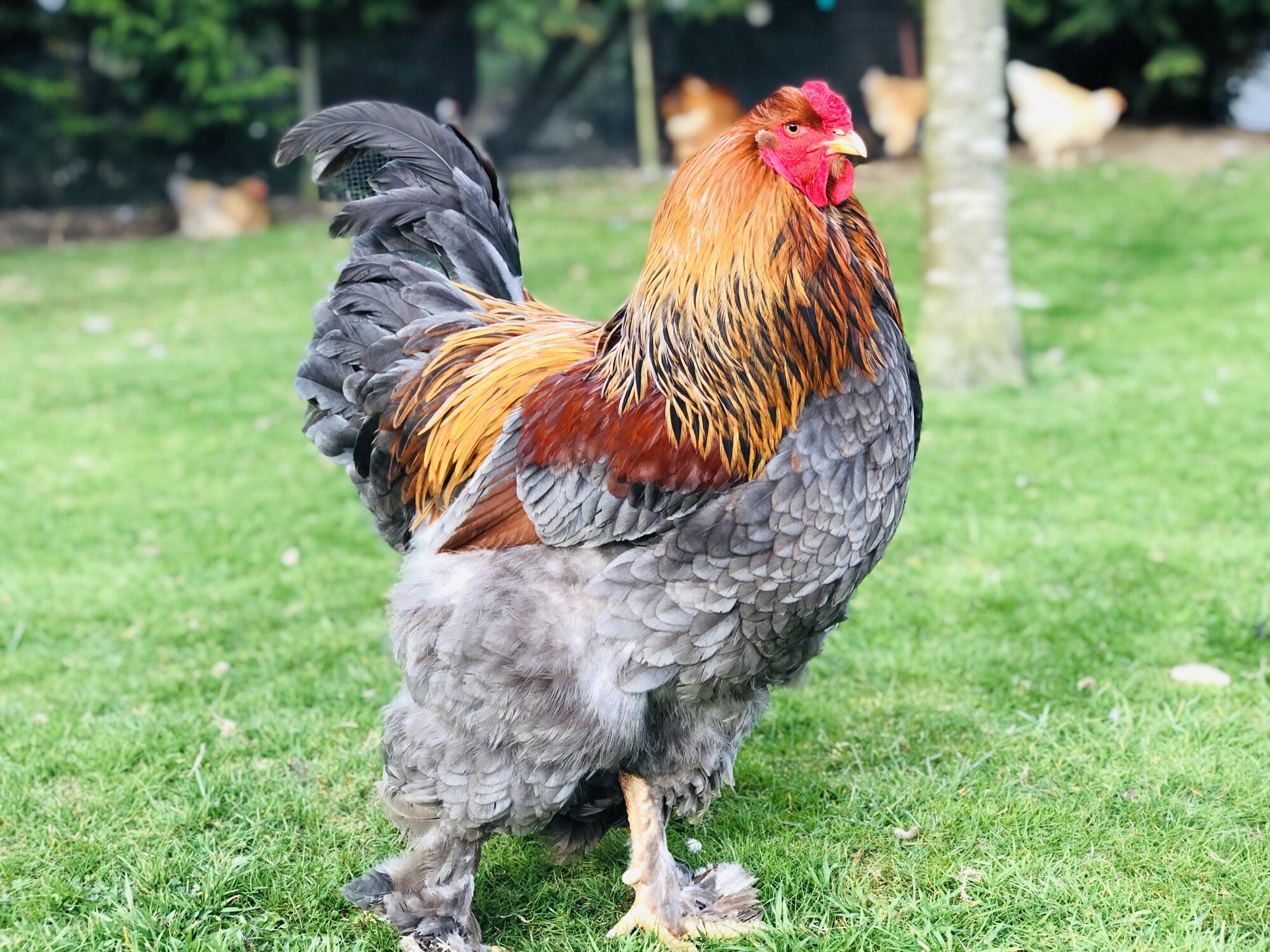 Blue Partridge Brahma Cockerel  BackYard Chickens - Learn How to Raise  Chickens
