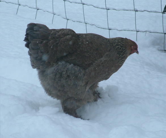 Blue Partridge Brahma "Puddle Jumper" enjoying some very rare snow.