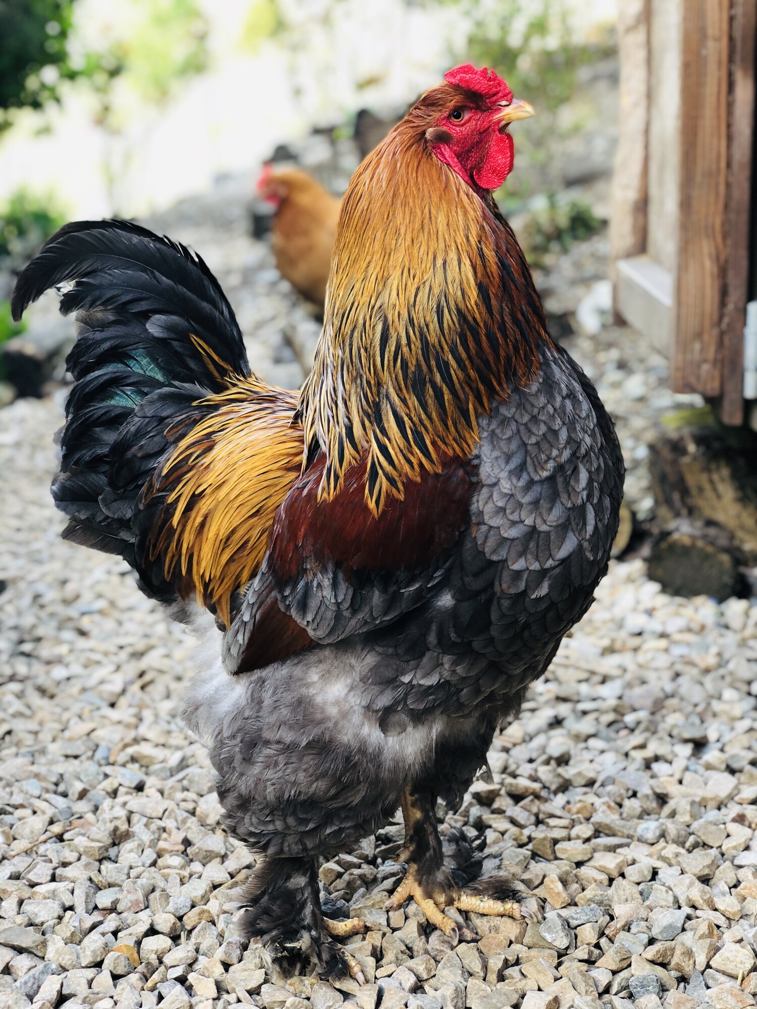 Blue Partridge Brahma Rooster