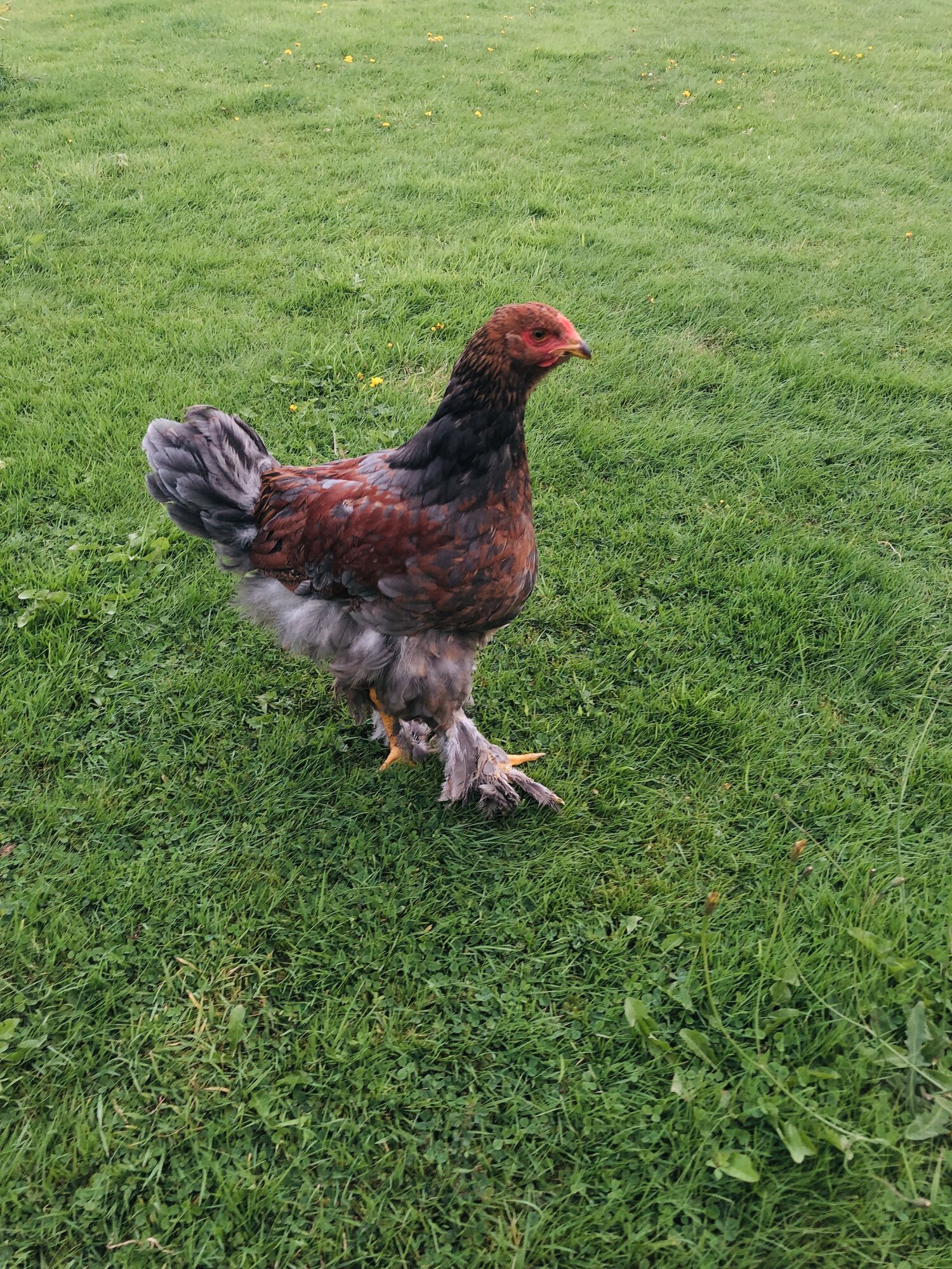 Blue partridge Brahma