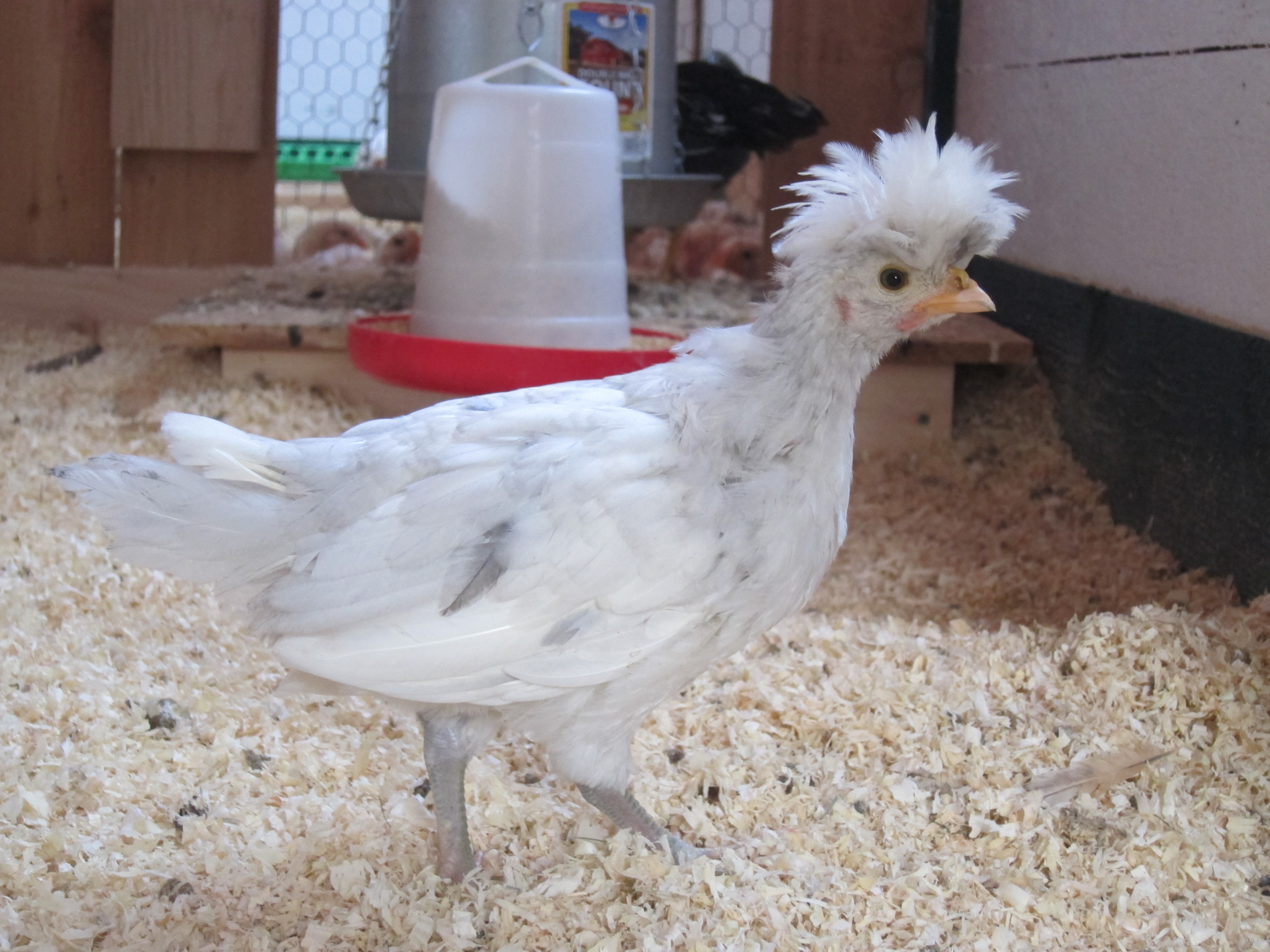 Blue Polish, about 6 weeks old. This one turned out to be a boy. I think he may actually be a Splash though? I need to add a more updated picture of him. The only problem is our turkeys have plucked most of his head feathers out :(