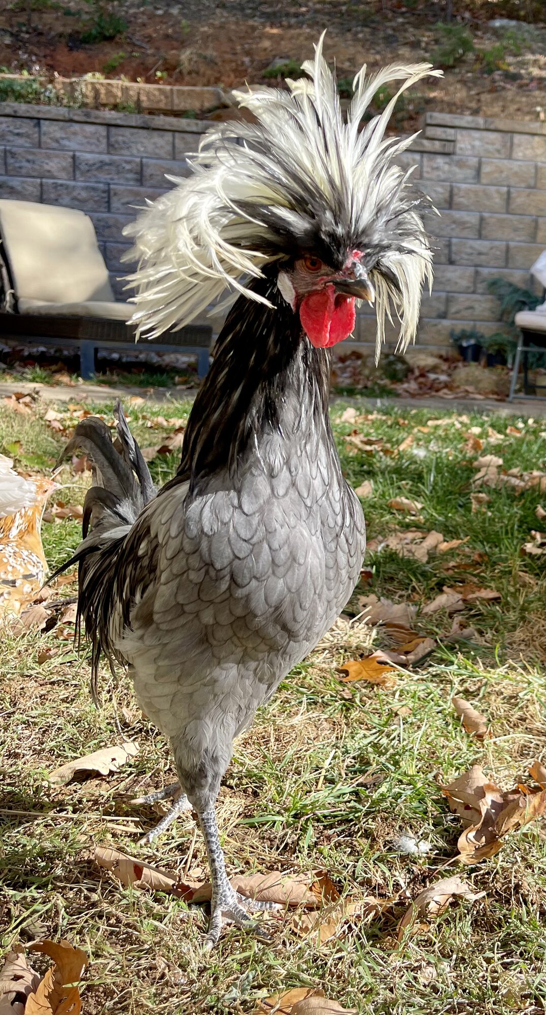 Blue polish roo