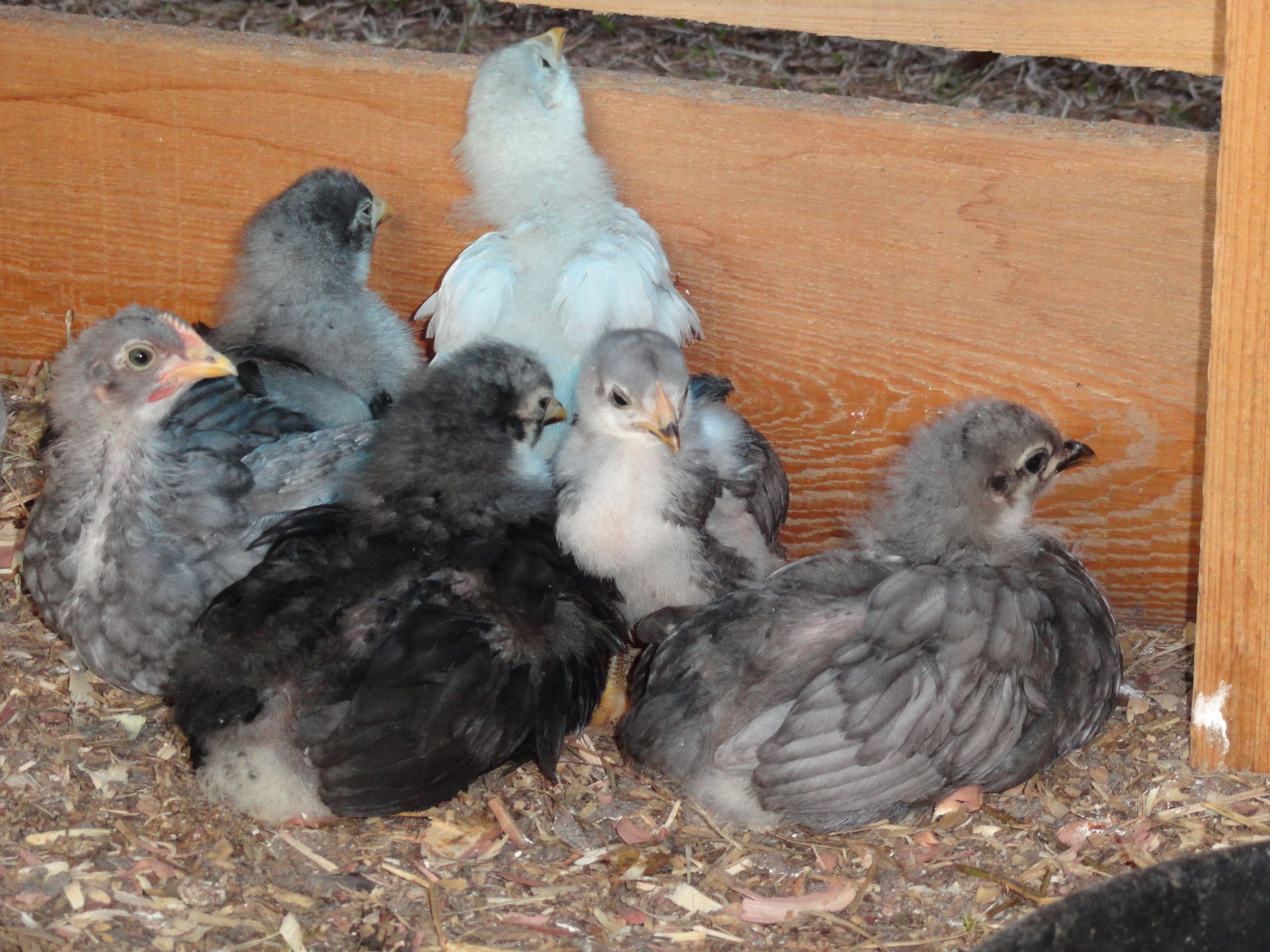 Blue Rock chicks from Halo, hatched 12/31/11