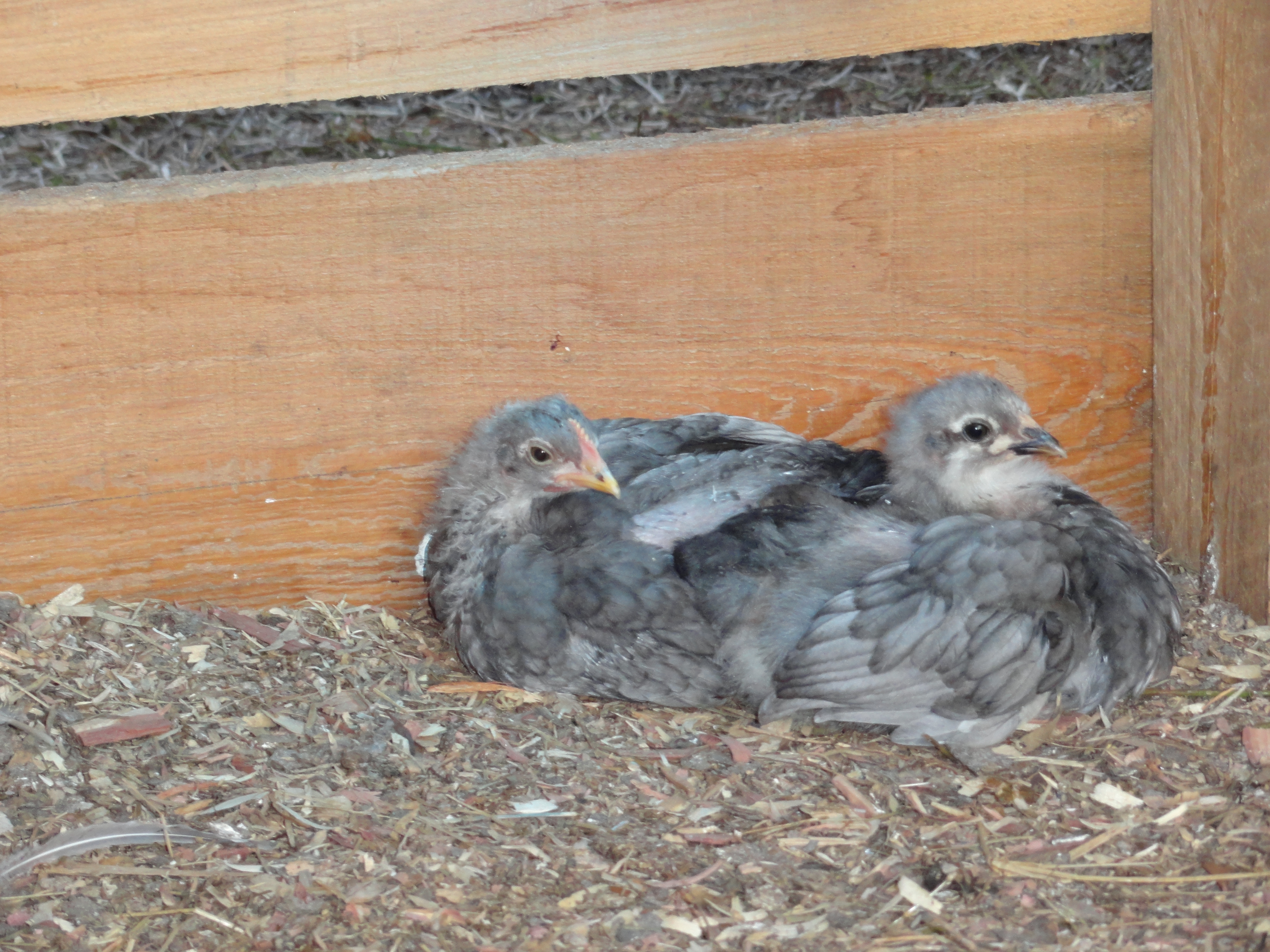 Blue Rock chicks from Halo
