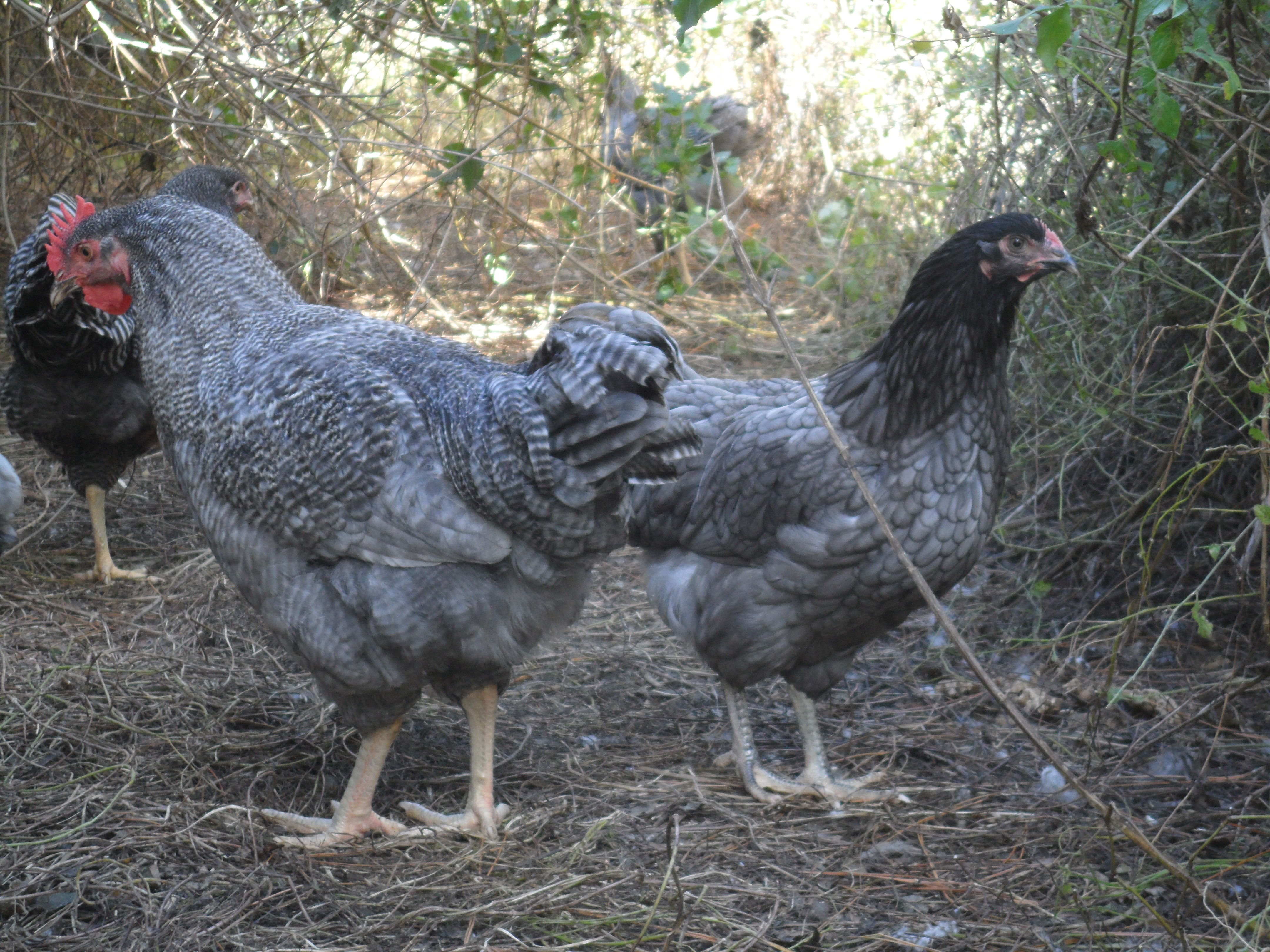 Blue Roo & his pullet