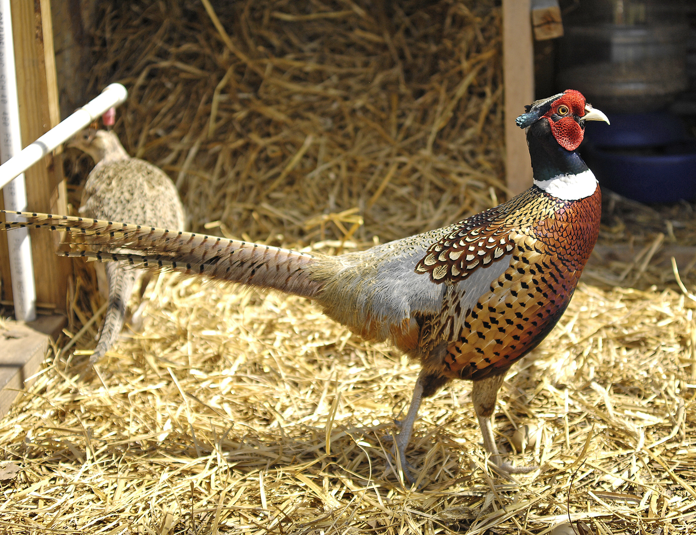Blue Roo!

Roo is a Chinese Ring Neck pheasant if you haven't guessed. His blue color is more powdery white/blue. This image makes it look gray.