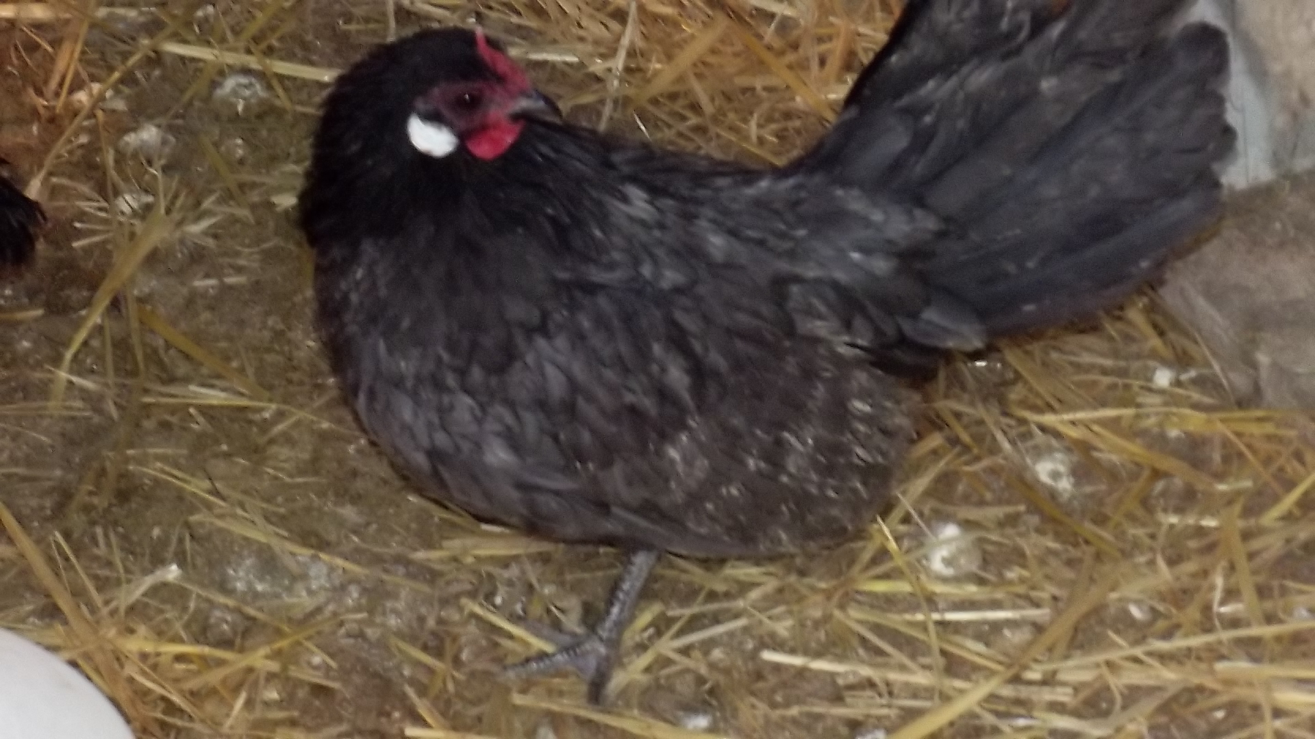 Blue Rose Comb hen