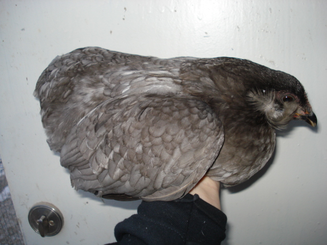 Blue rumpless and tufted pullet. Hatched 2012.