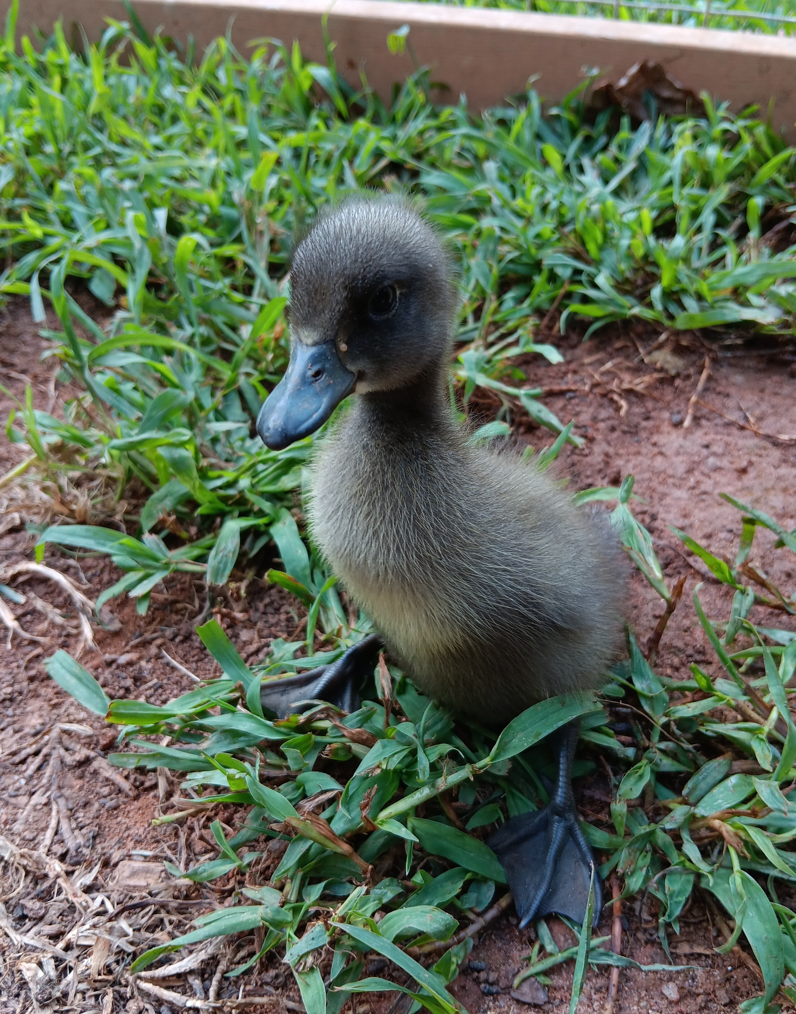 Blue Runner duckling