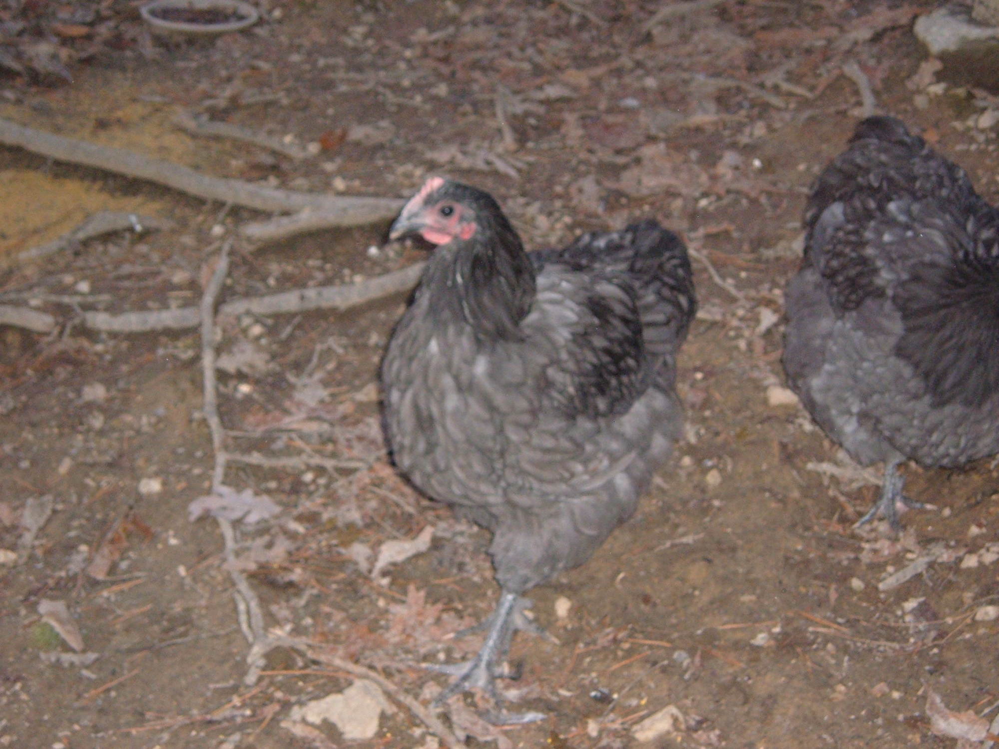 Blue runt cockerel 16 weeks.