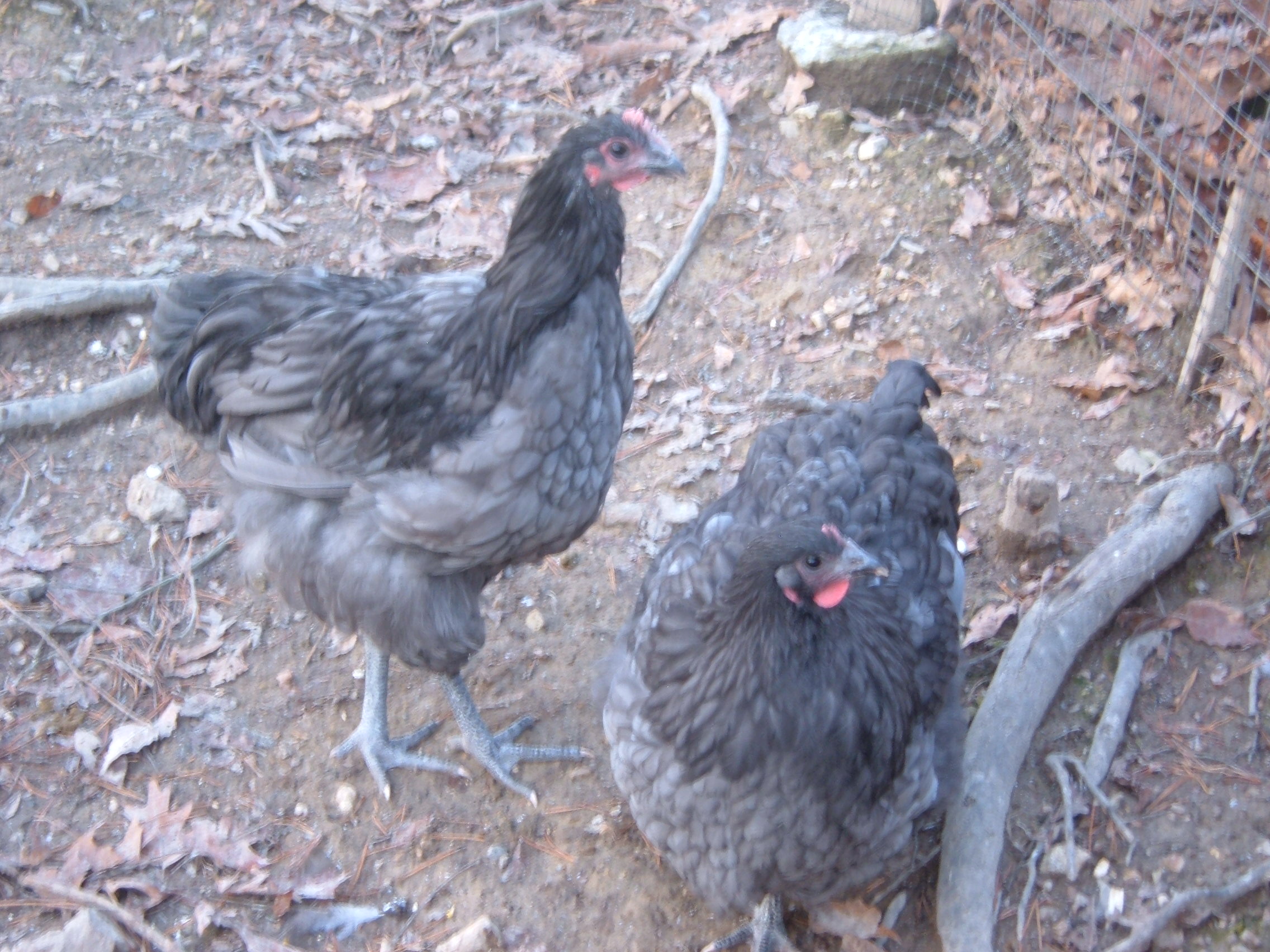 Blue runt on left 16 weeks.