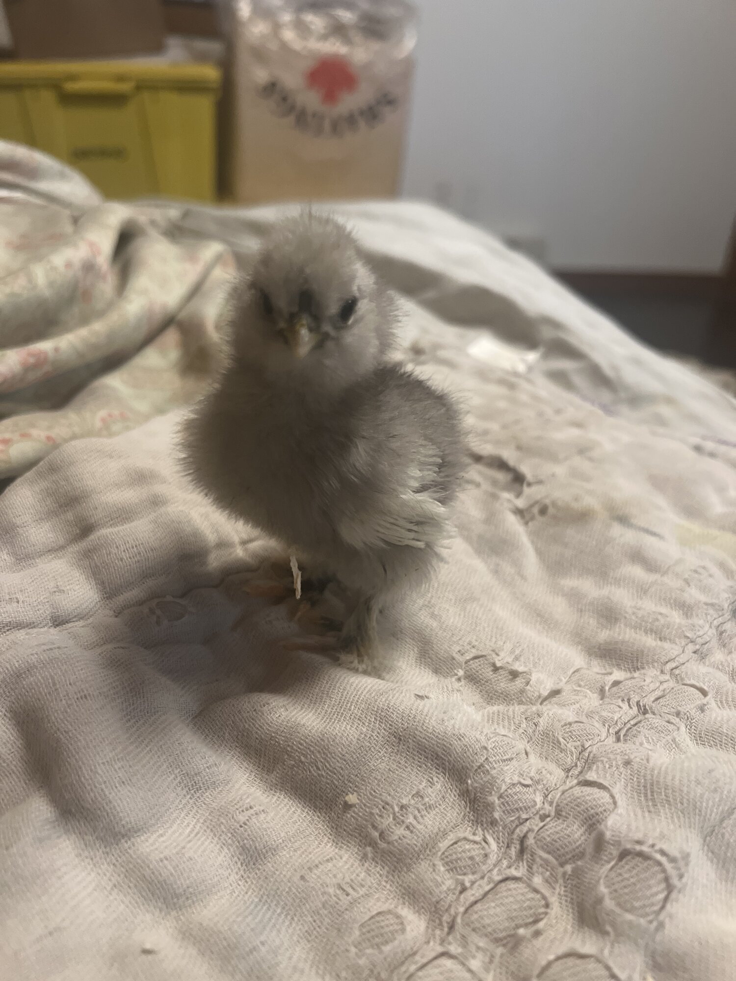 Blue silkie @ 1 week