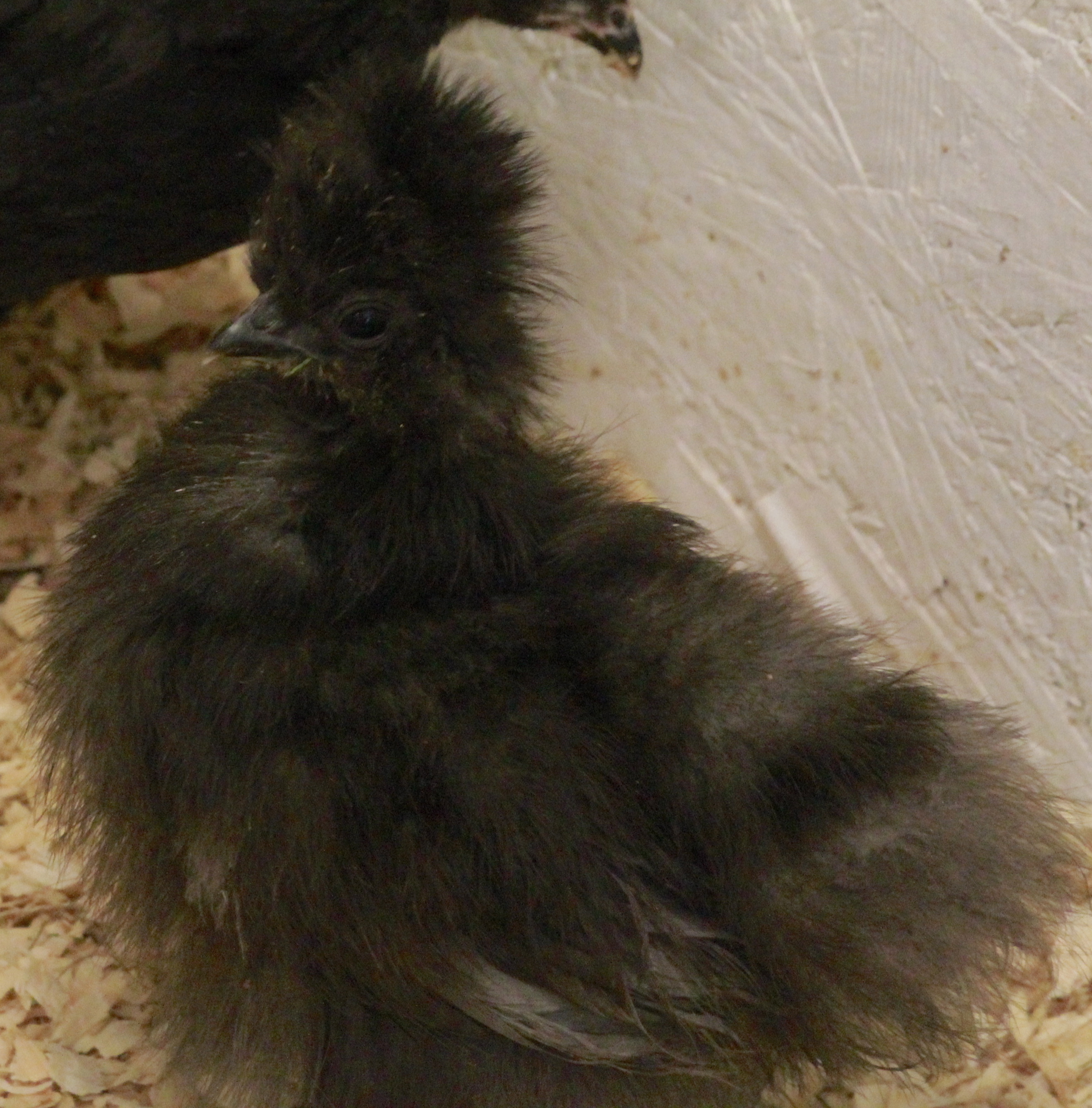 Blue Silkie - 6 weeks
