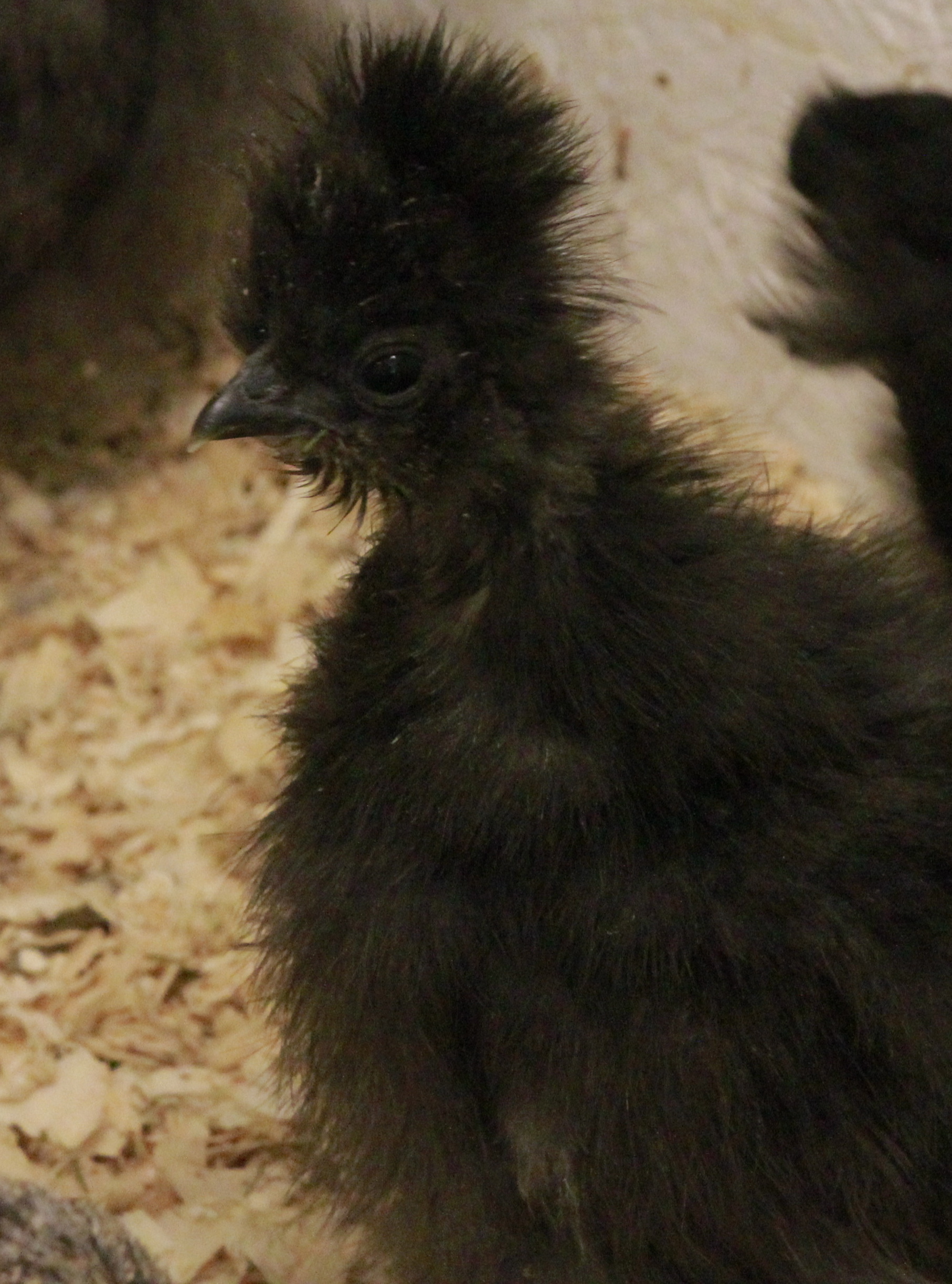 Blue silkie - 6 weeks
