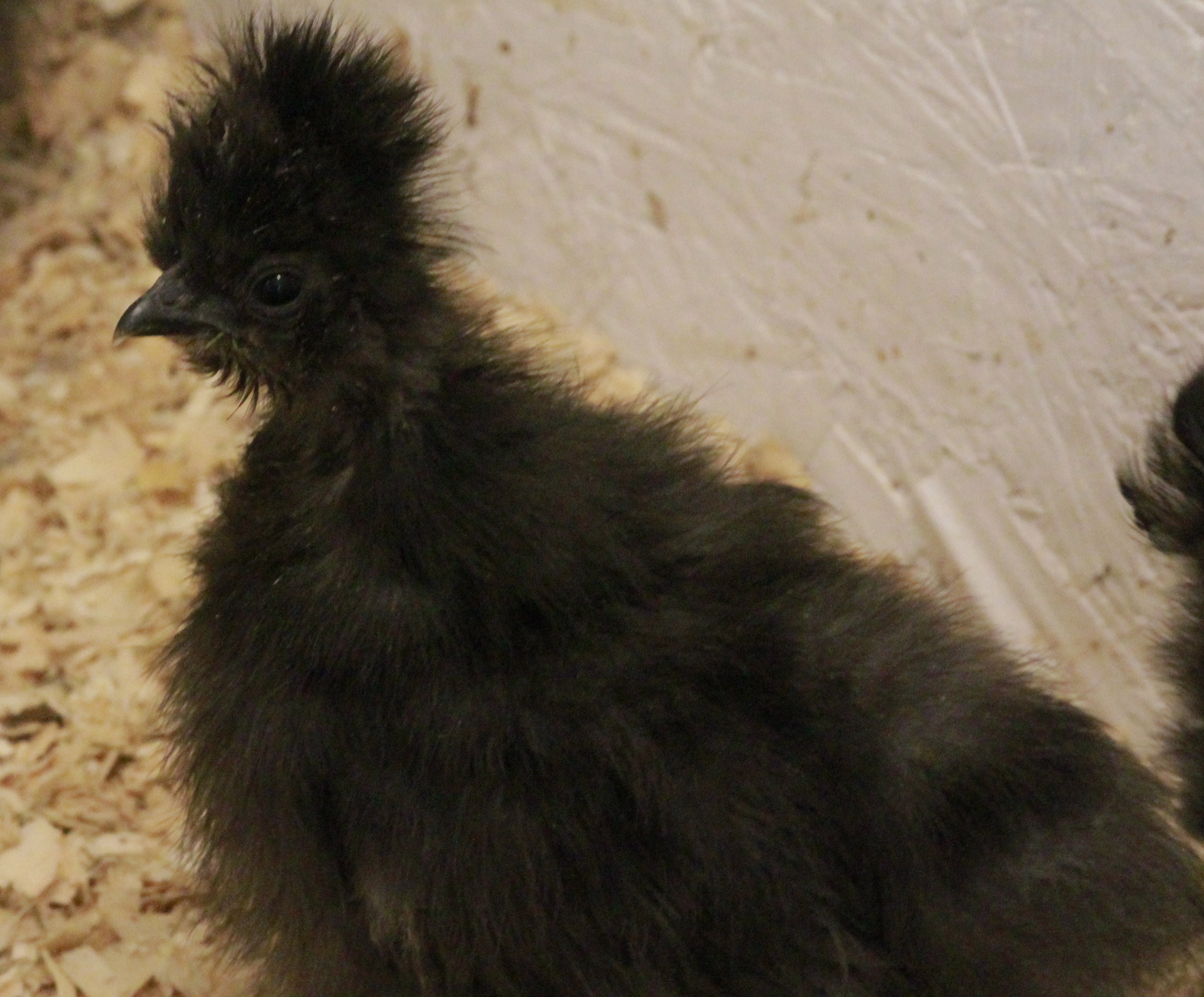 Blue silkie 6 weeks