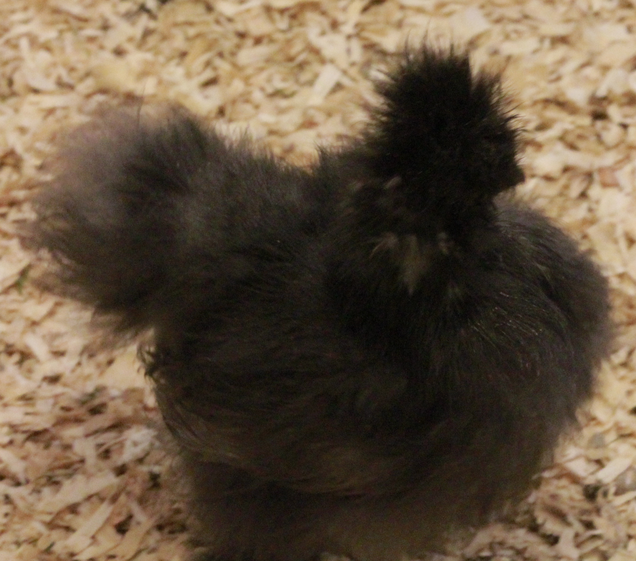 Blue silkie - 6 weeks