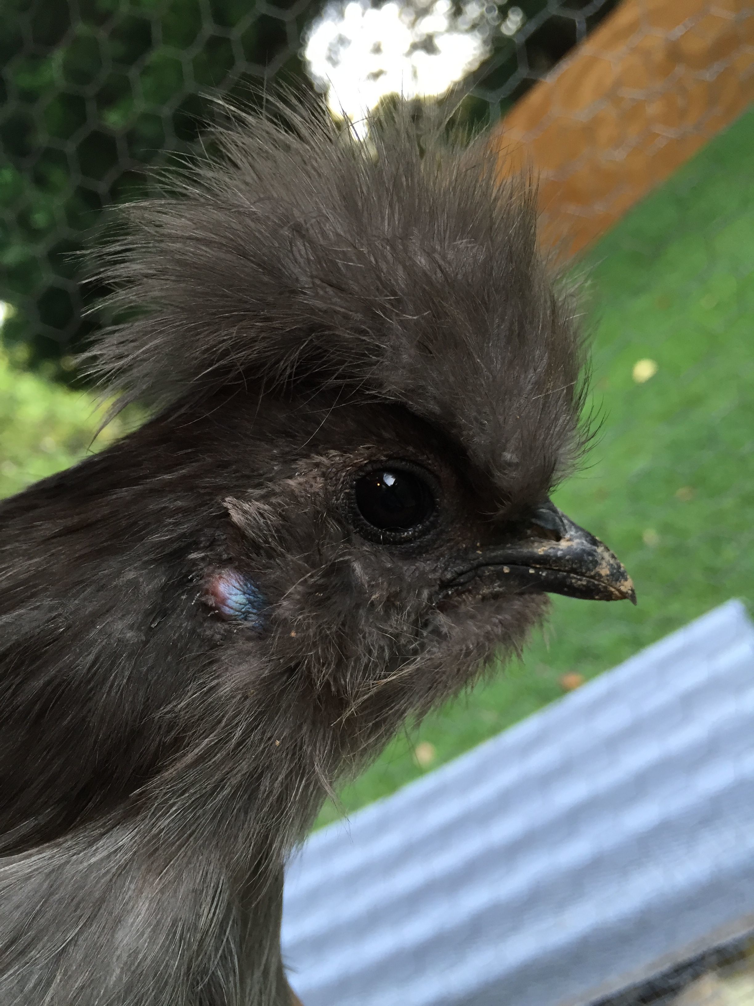 Blue Silkie Bantam Hen