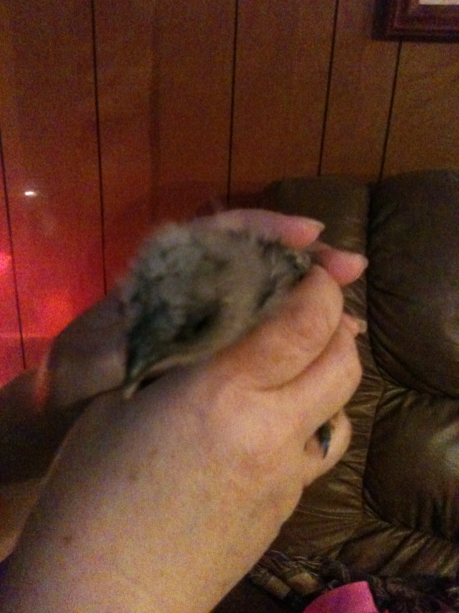 Blue Silkie Chick #2 *about 1 month old