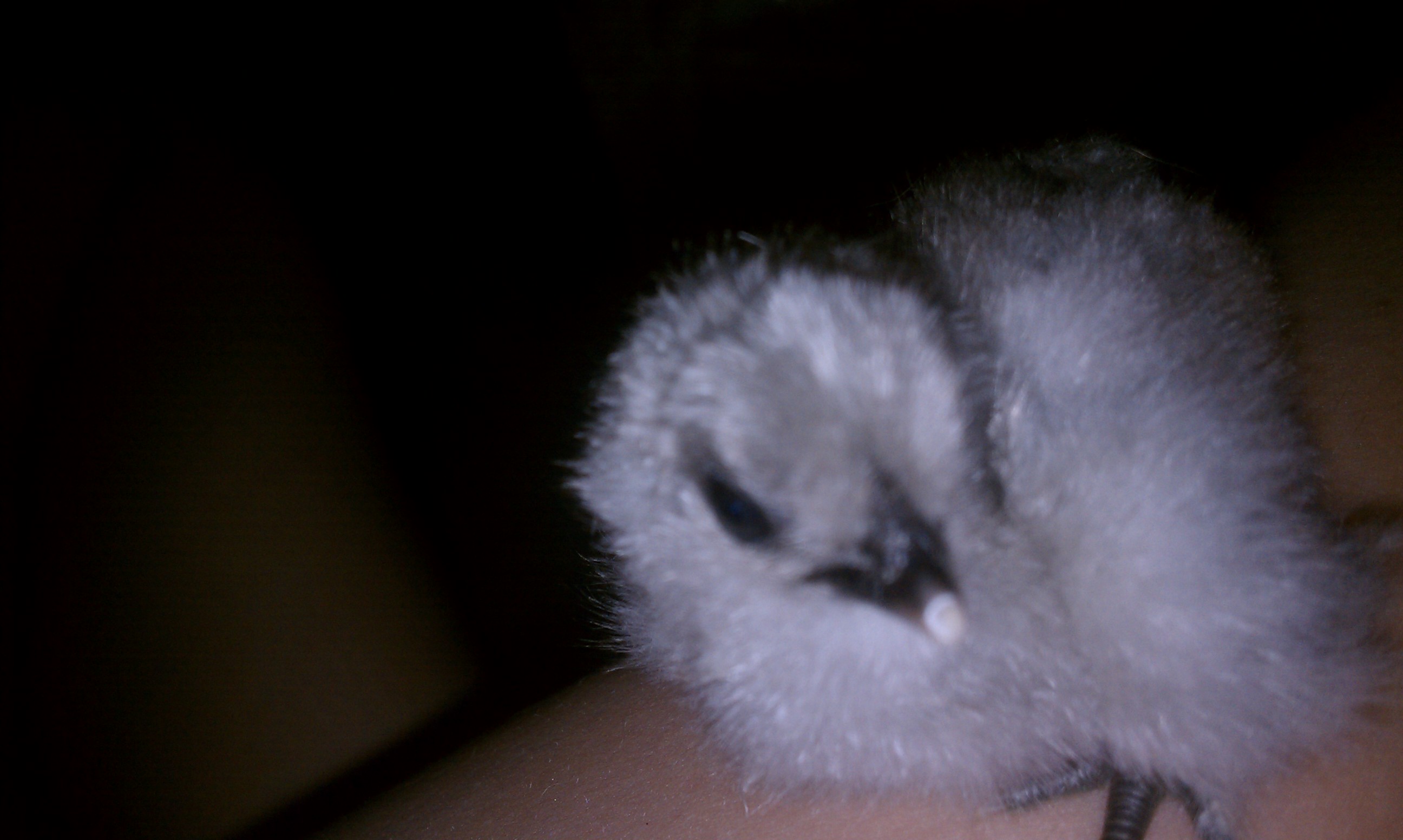 blue silkie chick