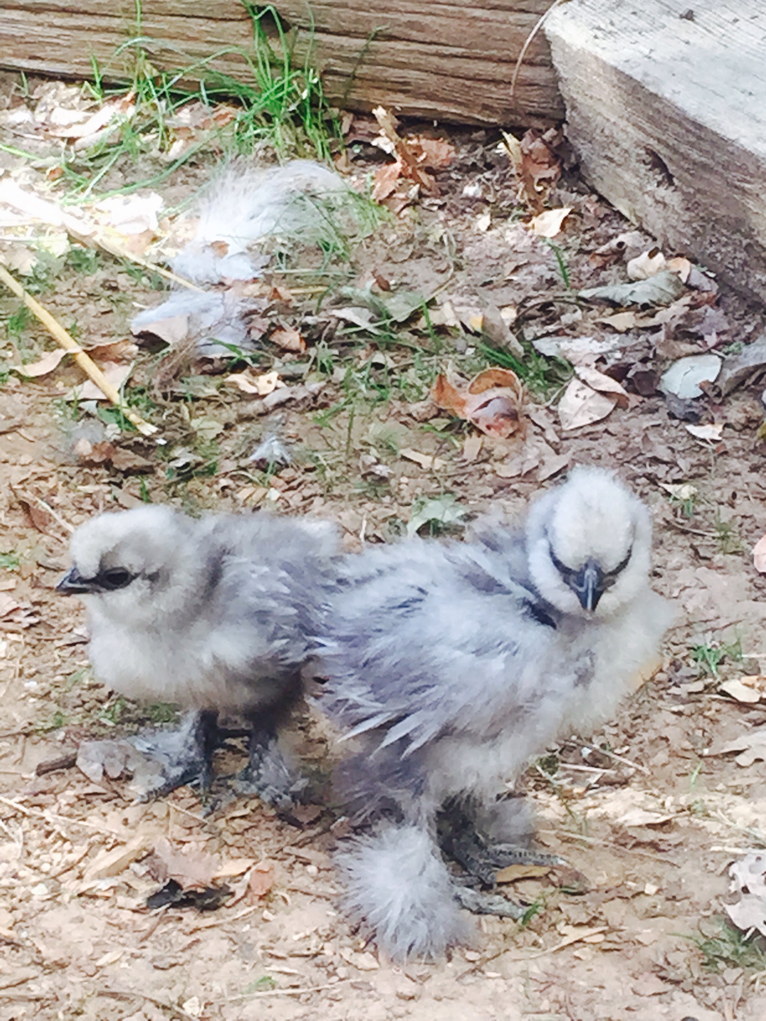 Blue silkie chicks