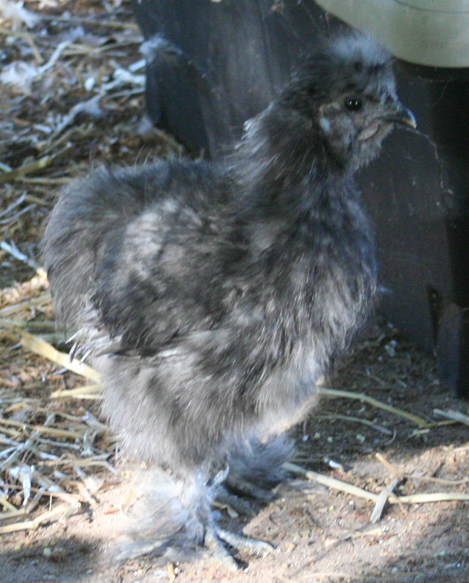 Blue Silkie - for Meat Breeding