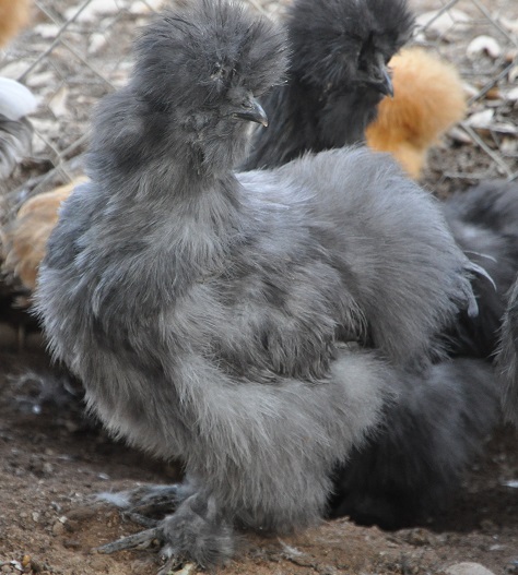 blue silkie, hatched 1/13