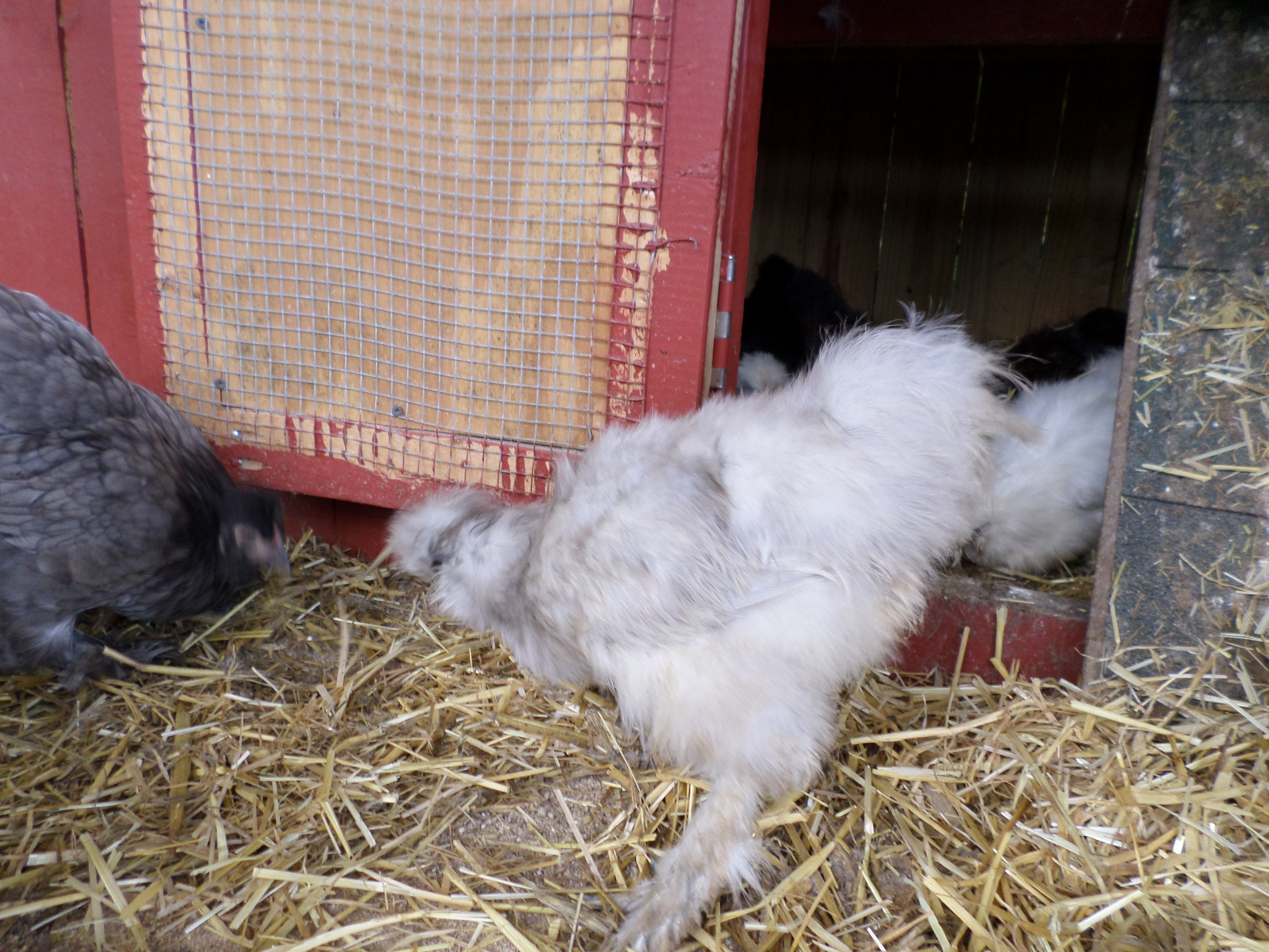 Blue Silkie not sure if hen or rooster yet