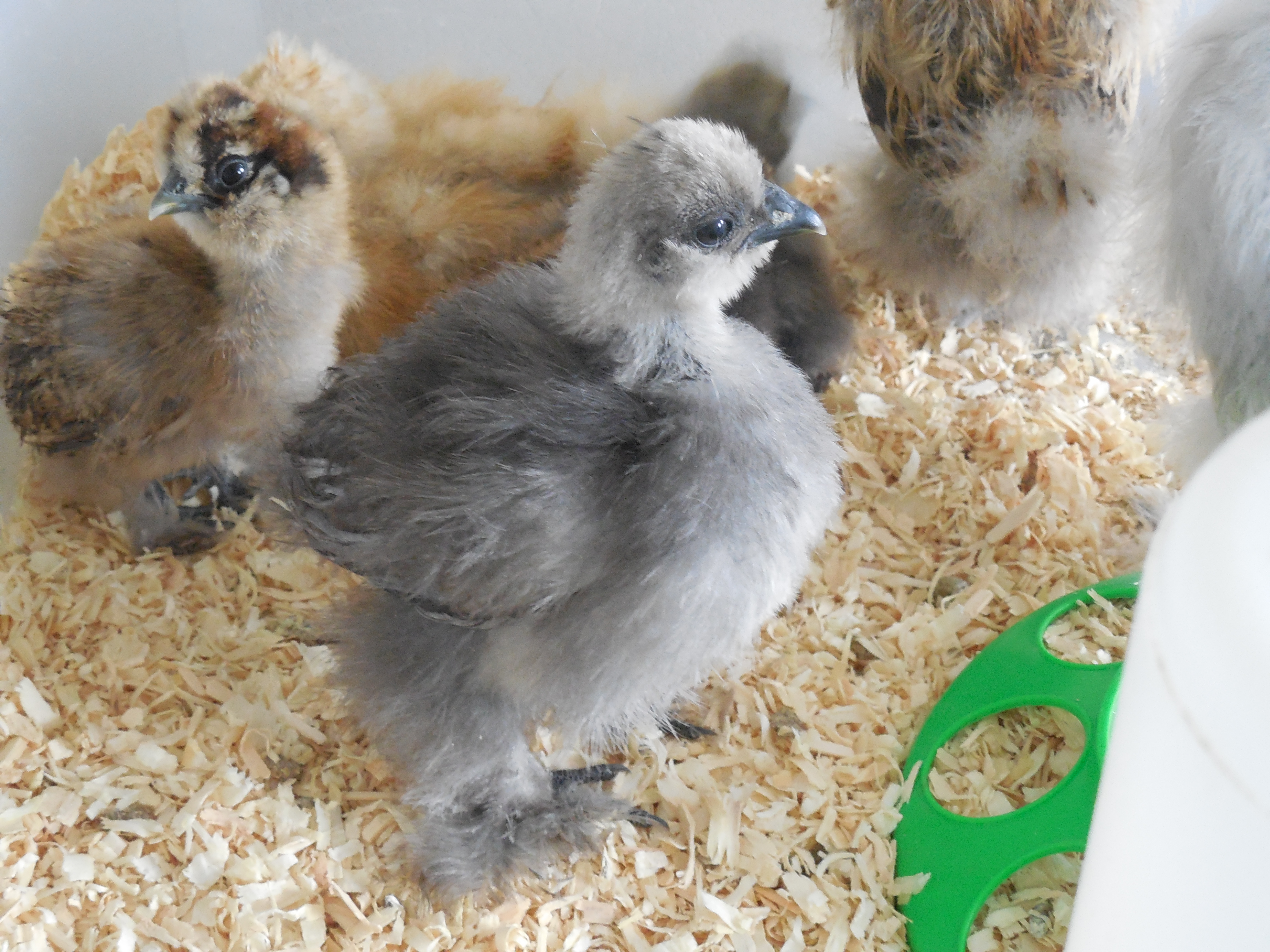 Blue Silkie 'Pompom' Pomegranate