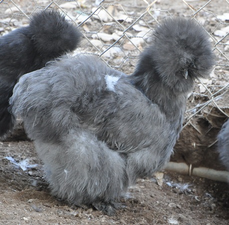 blue silkie pullet, hatched 1/13