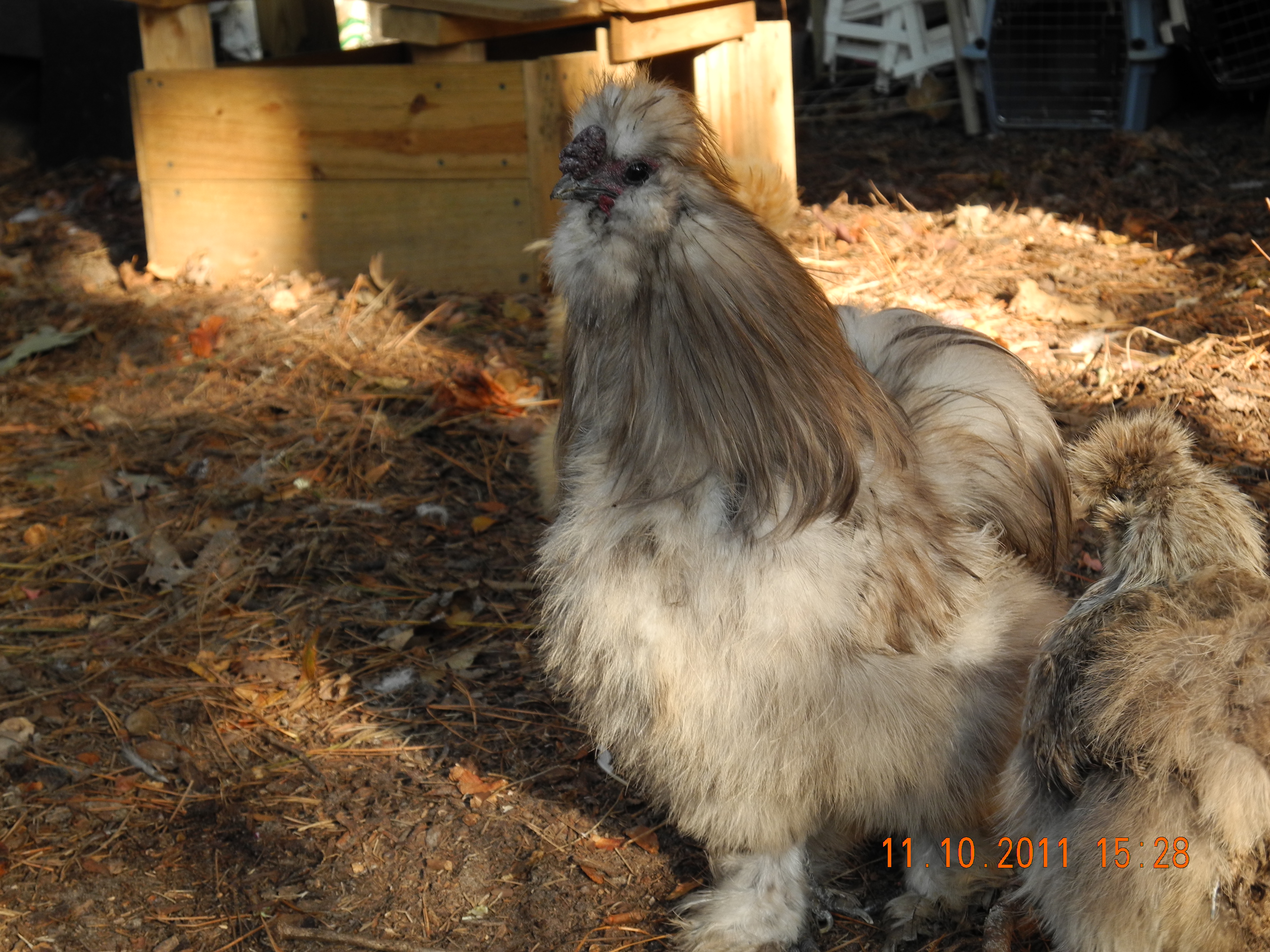 Blue Silkie Rooster during a hard molt.