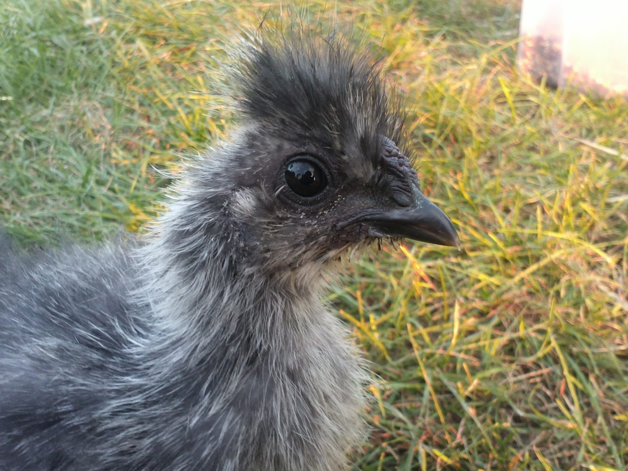 Blue silkie