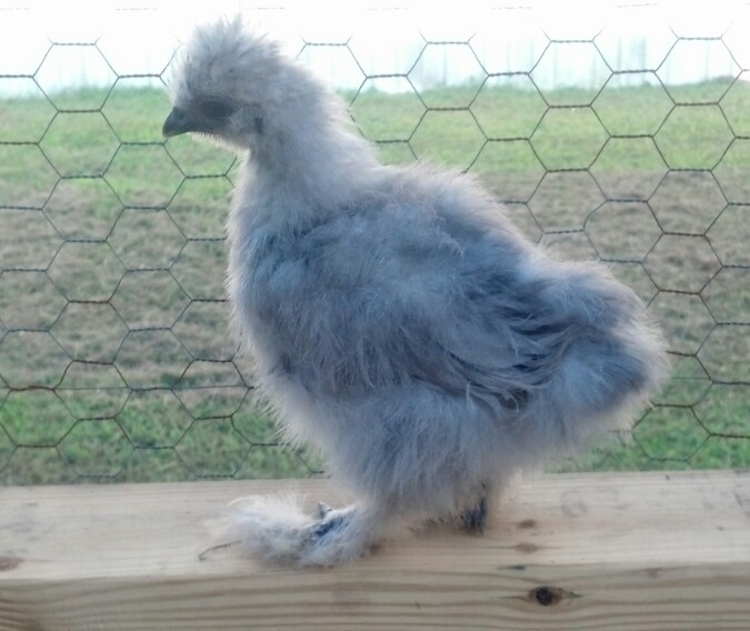 Blue Silkie