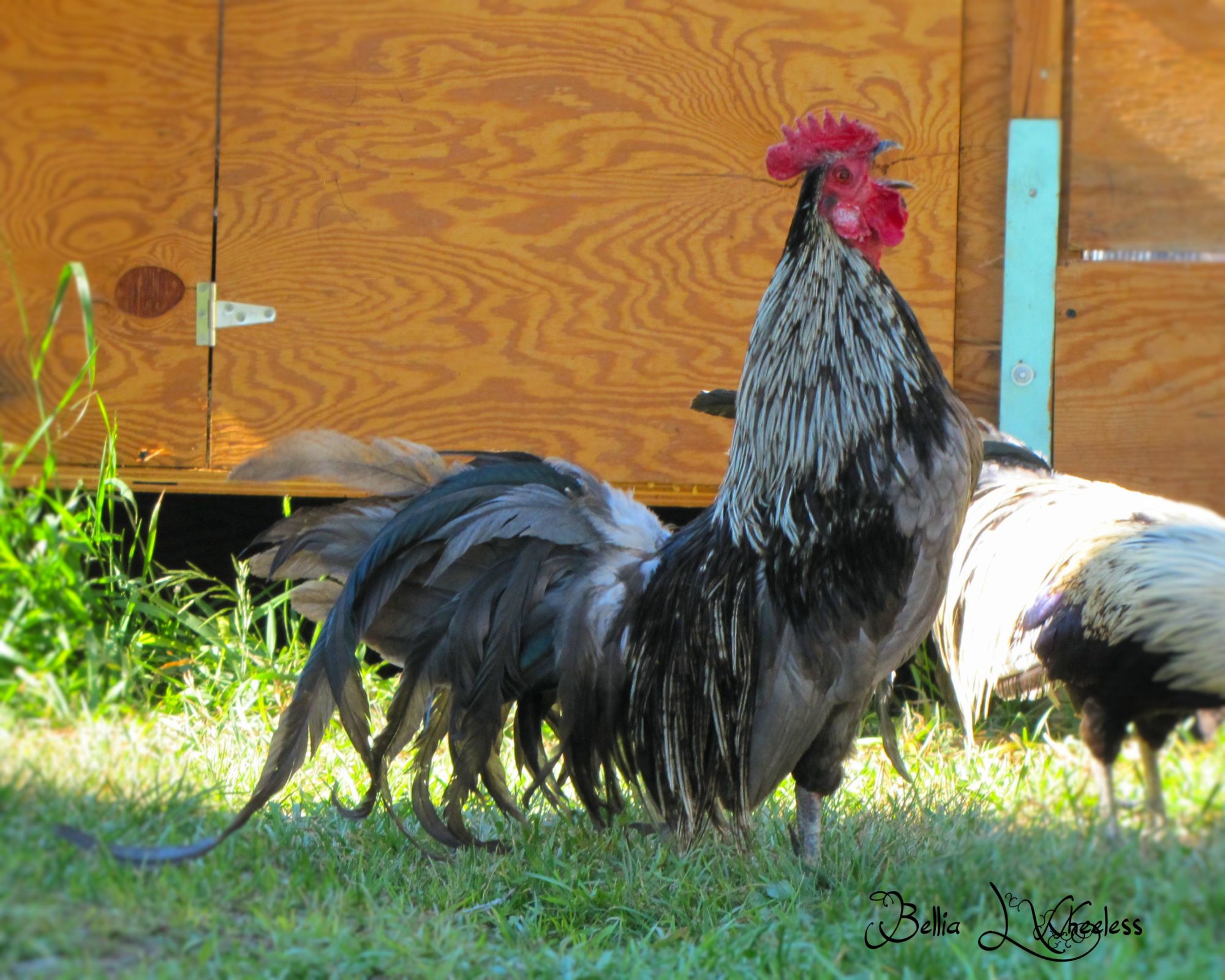 "Blue" Silver Blue Roo